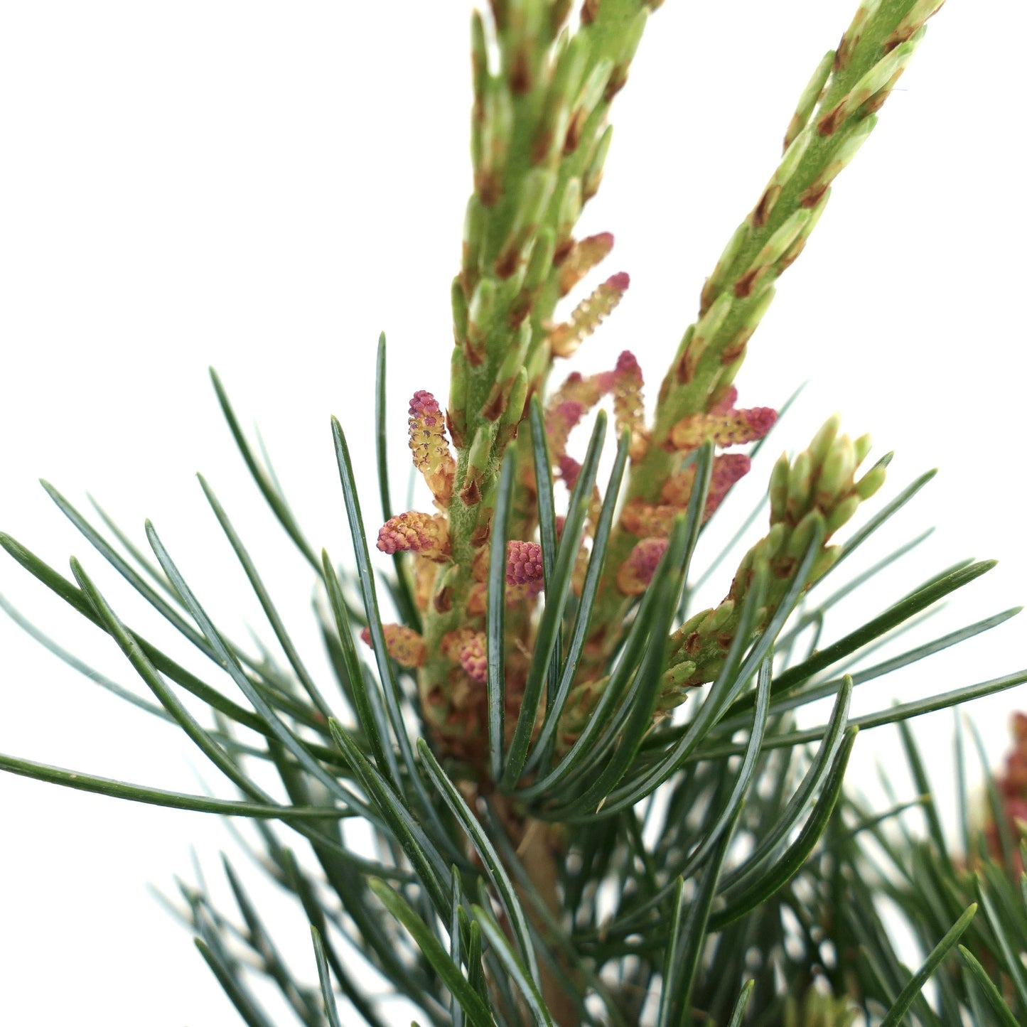 Pinus parviflora close-up with fresh green needles and emerging purple-tipped pollen cones