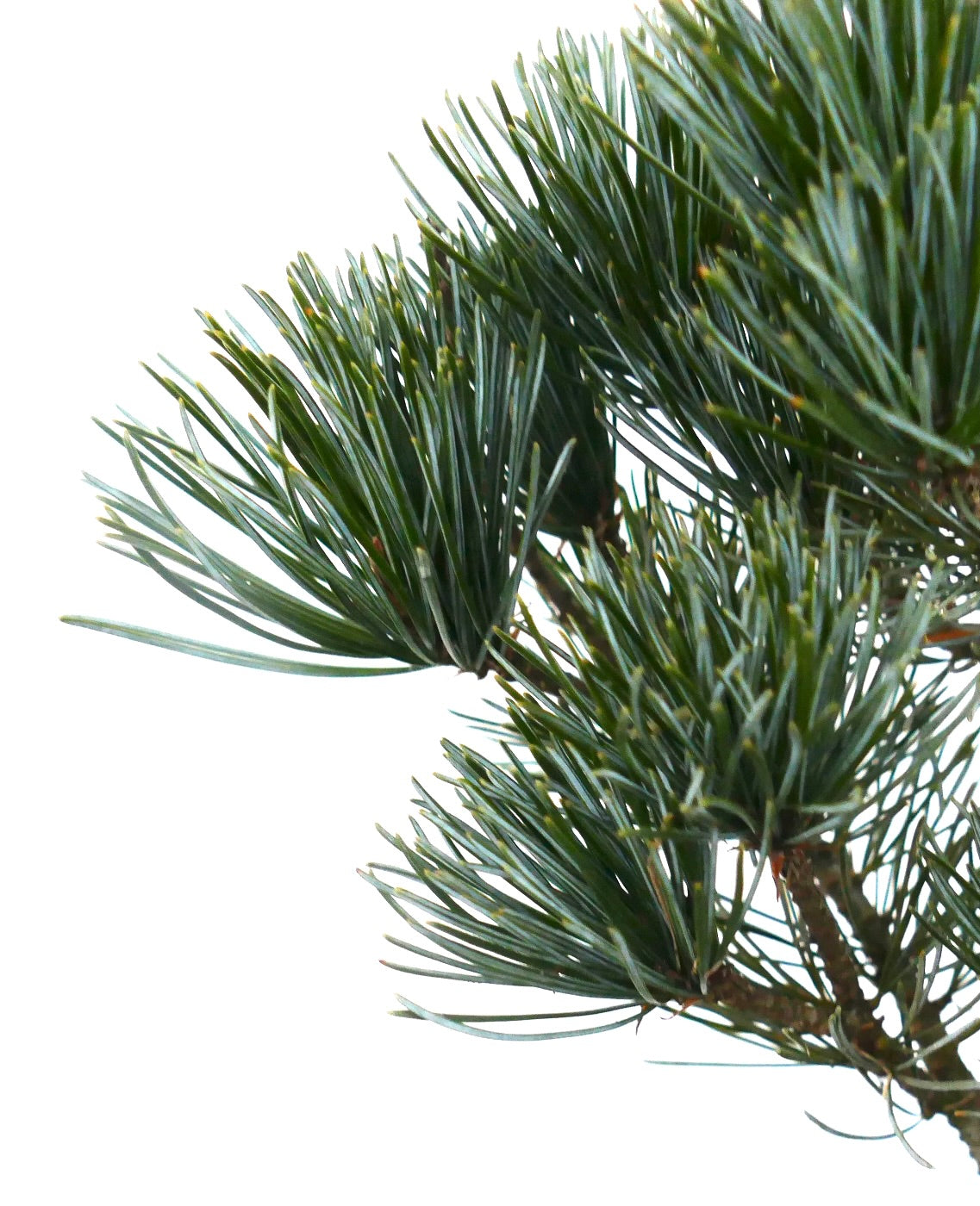 소나무 파르빌플로라 품종 네기시 분재 가지 위의 짙은 청록색 바늘잎 송이