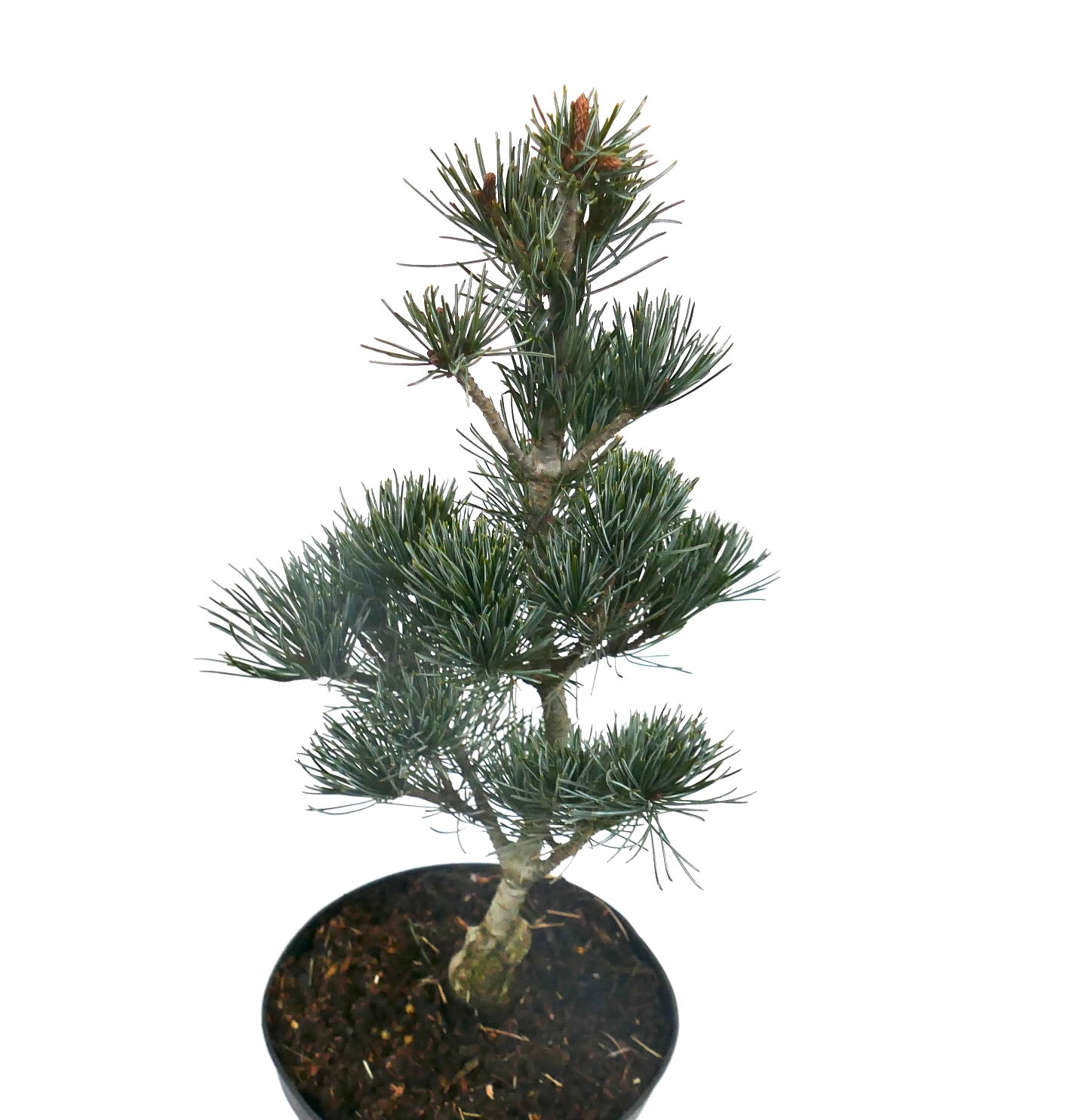 소나무 속 파르빌플로라 품종 네기시, 빽빽한 청록색 침엽이 있는 콤팩트 분재 소나무, 검정 화분 포함