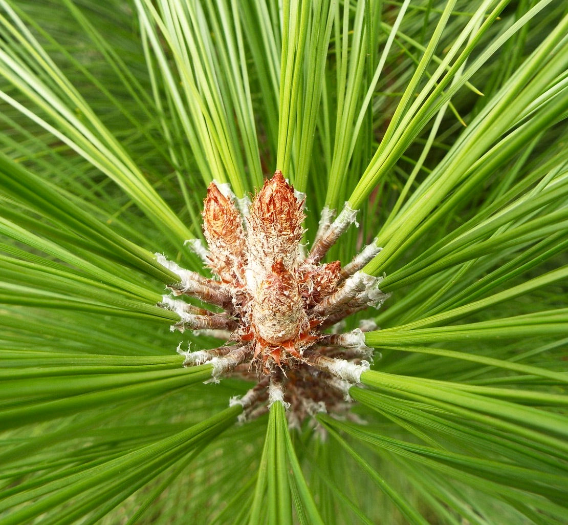 Pinus patula verse groene naaldcluster met zich ontwikkelende bruine zaadkegels close-up