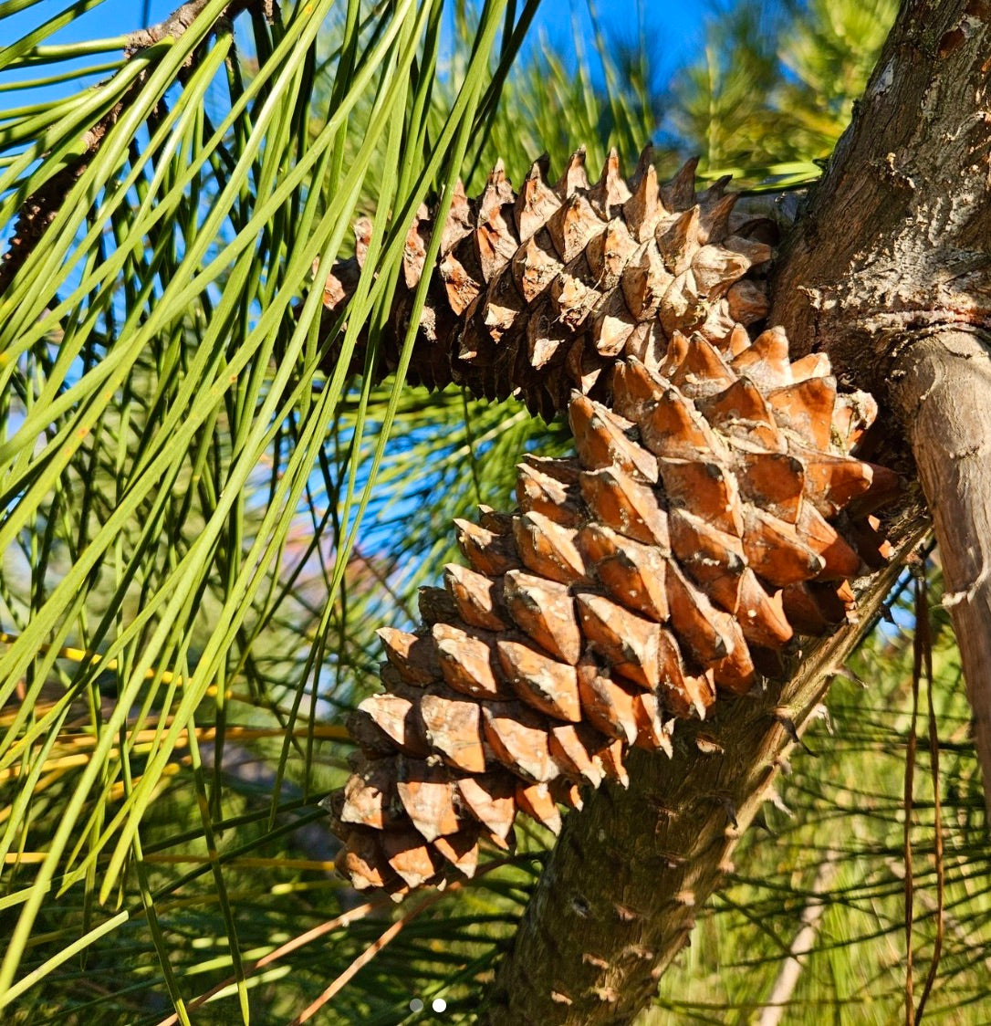 잣나무 핀우스 피나스터 성숙한 갈색 소나무 솔방울과 긴 녹색 바늘잎이 달린 나뭇가지