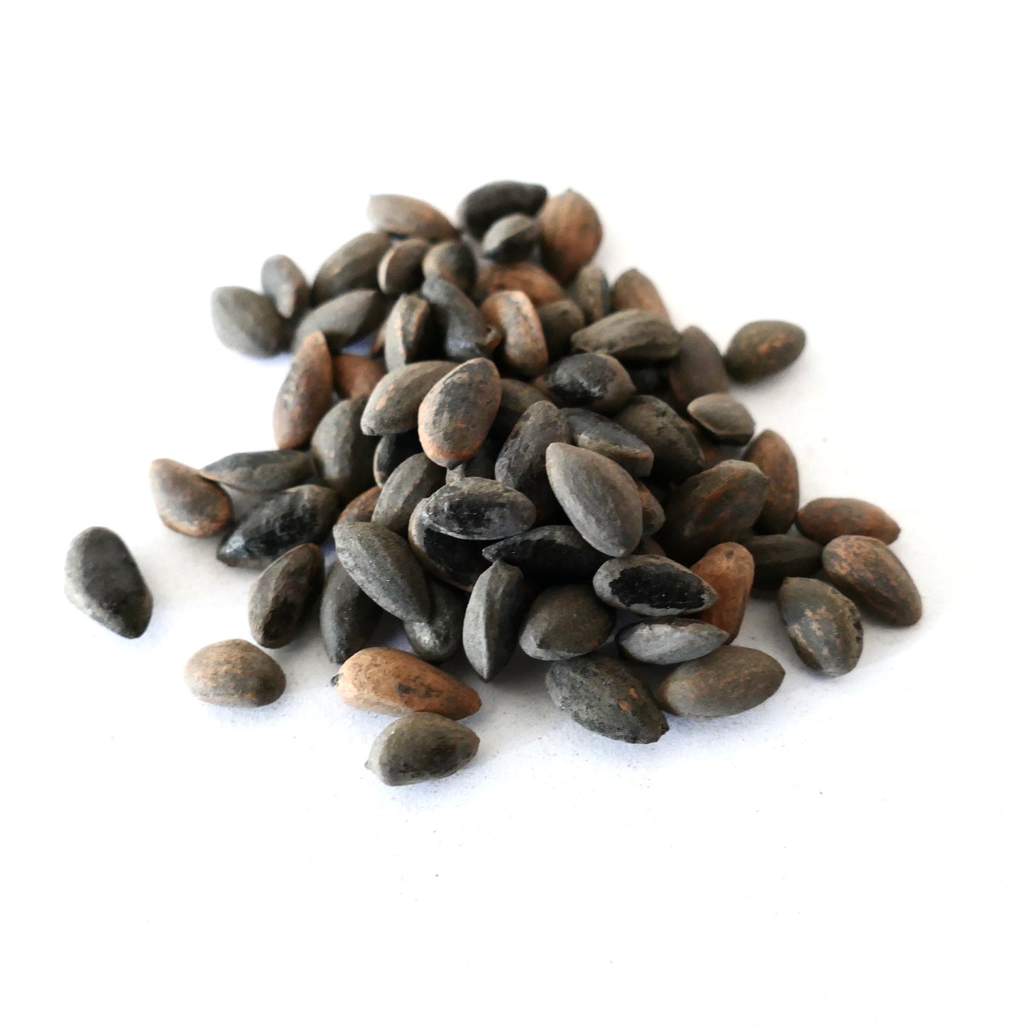 소나무 핀우스 피나스터 짙은 갈색 길쭉한 씨앗, 매끄러운 질감의 표면 클로즈업