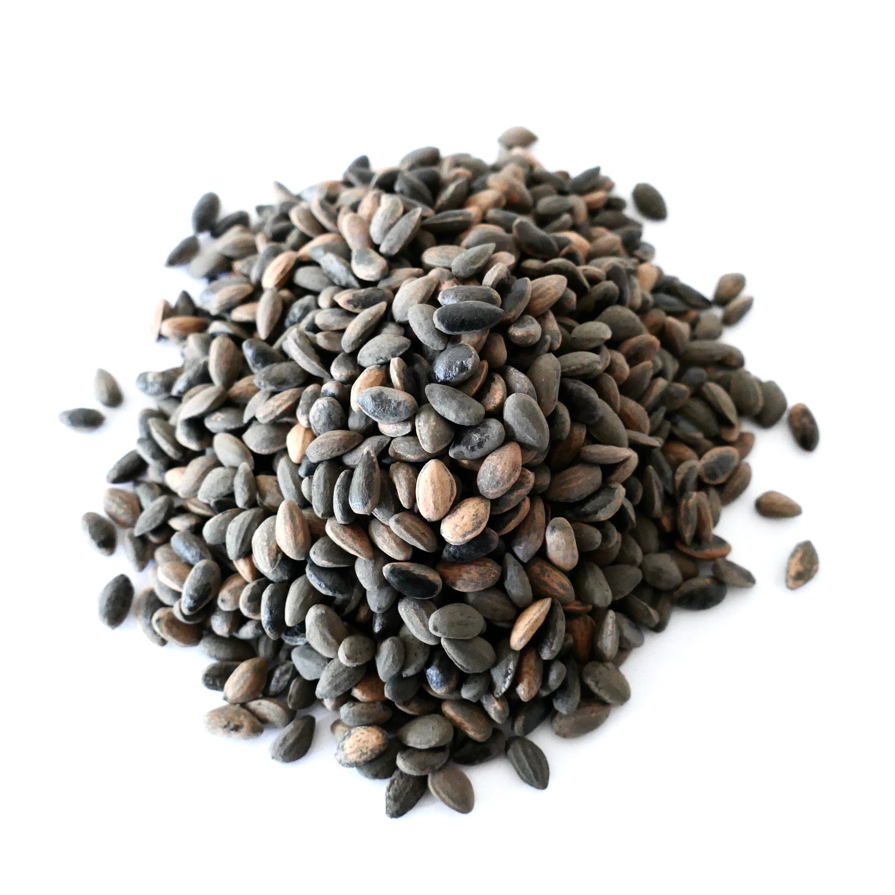 흰색 배경에 작은 갈색과 검정 소나무 씨앗 더미인 소나무 핀우스 피나스터