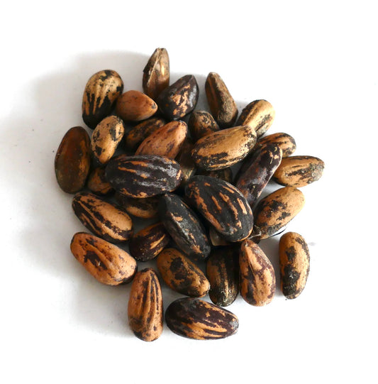 Pinus pinea seeds with elongated, striped brown and black textured surfaces on white background