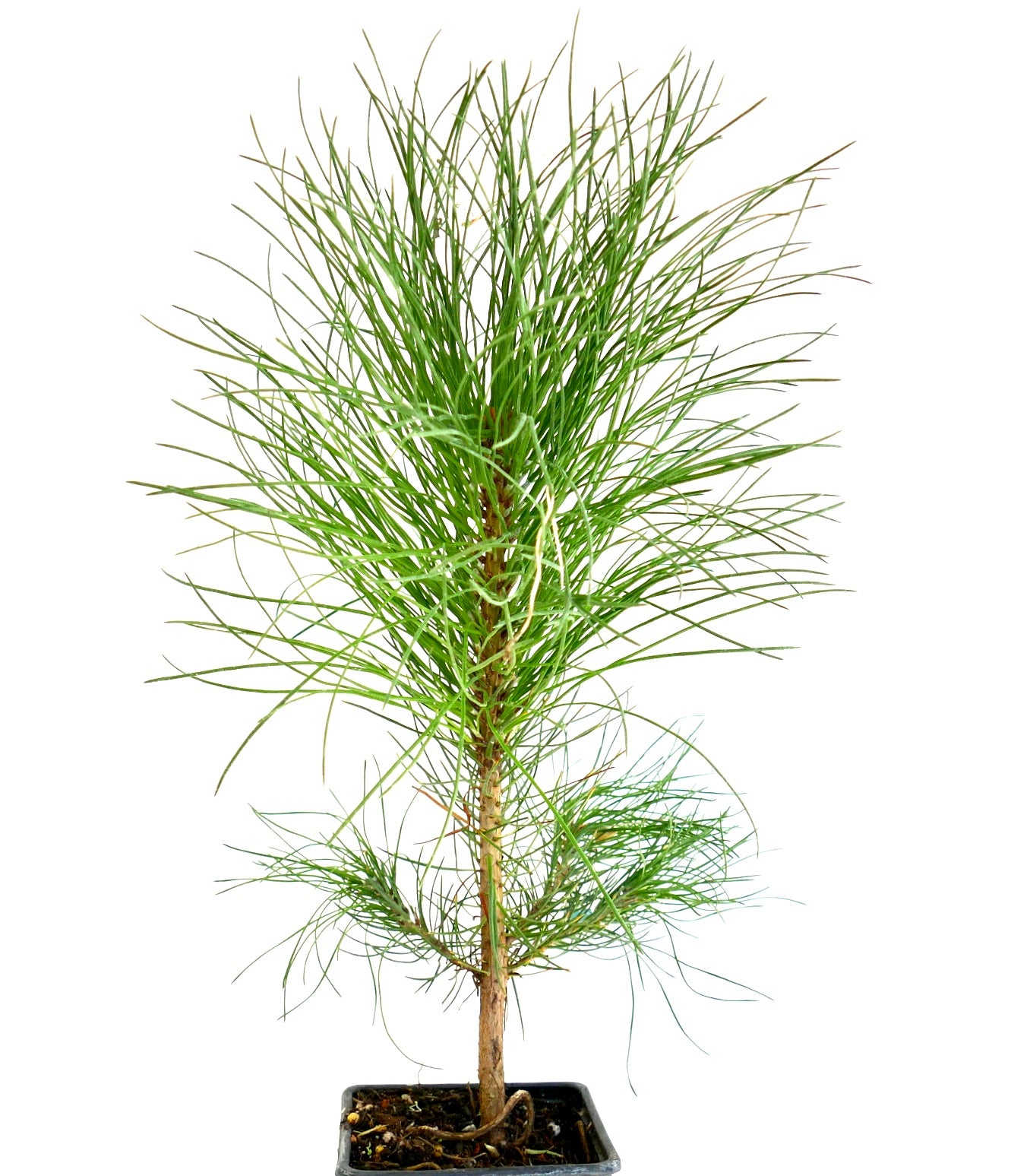 Junger Pinus ponderosa Nadelbaum mit langen, schlanken grünen Nadeln in kleinem schwarzen Topf