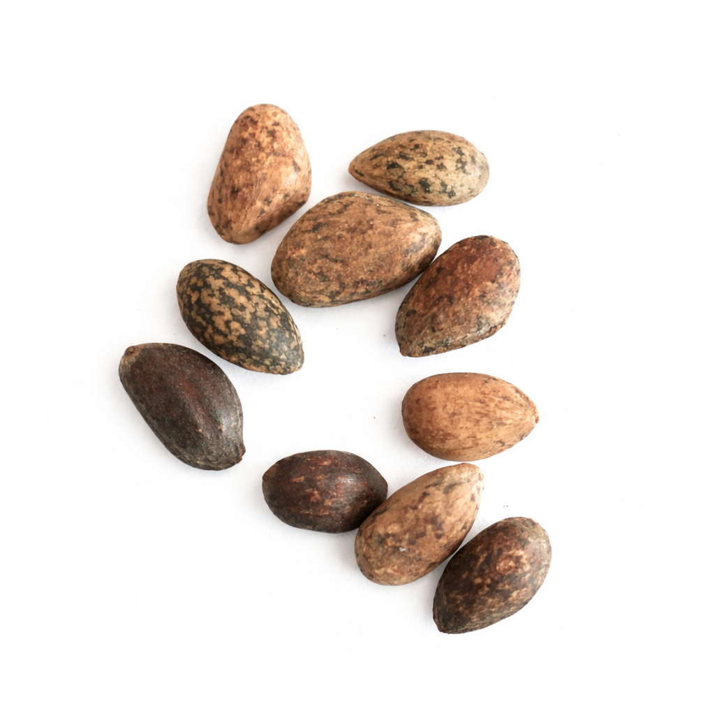 Pinus ponderosa-frø med varierte brune teksturerte skall på hvit bakgrunn