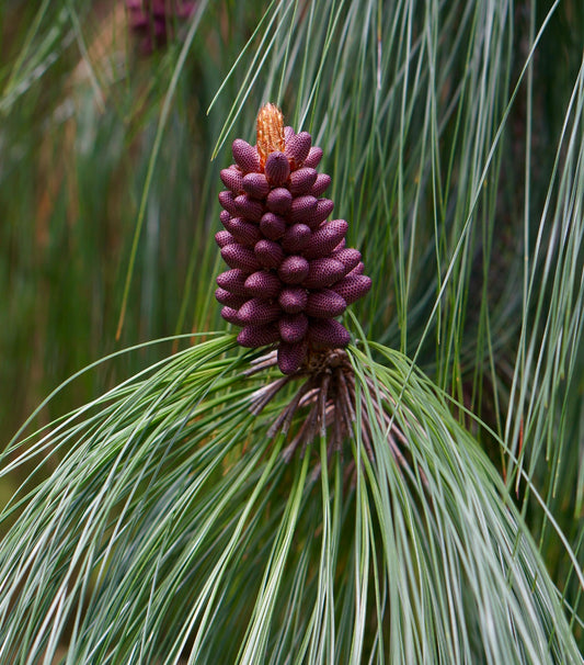 Pinus pseudostrobus jonge paarse kegels met lange slanke groene naalden close-up