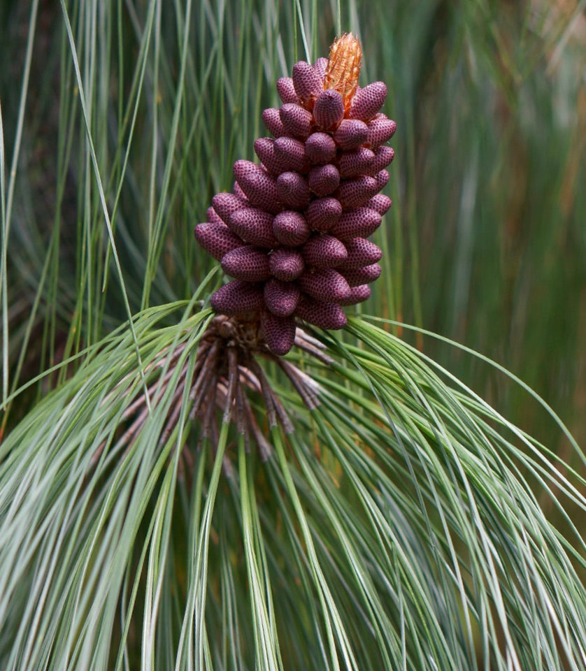 Pinus pseudostrobus var. apulcensis SEEDS