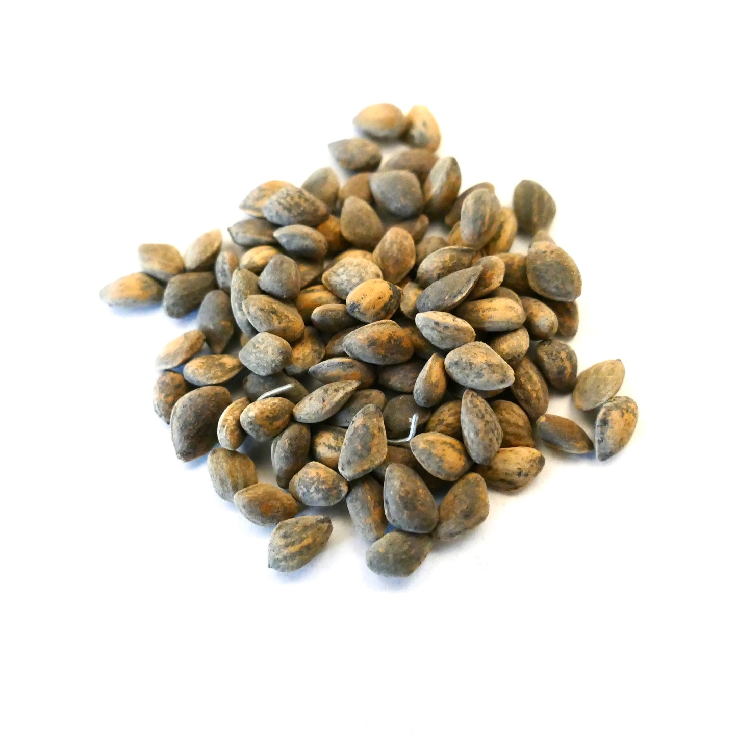 Pinus pseudostrobus var. apulcensis natürliche braune Kiefernsamen mit strukturierter Oberfläche Nahaufnahme