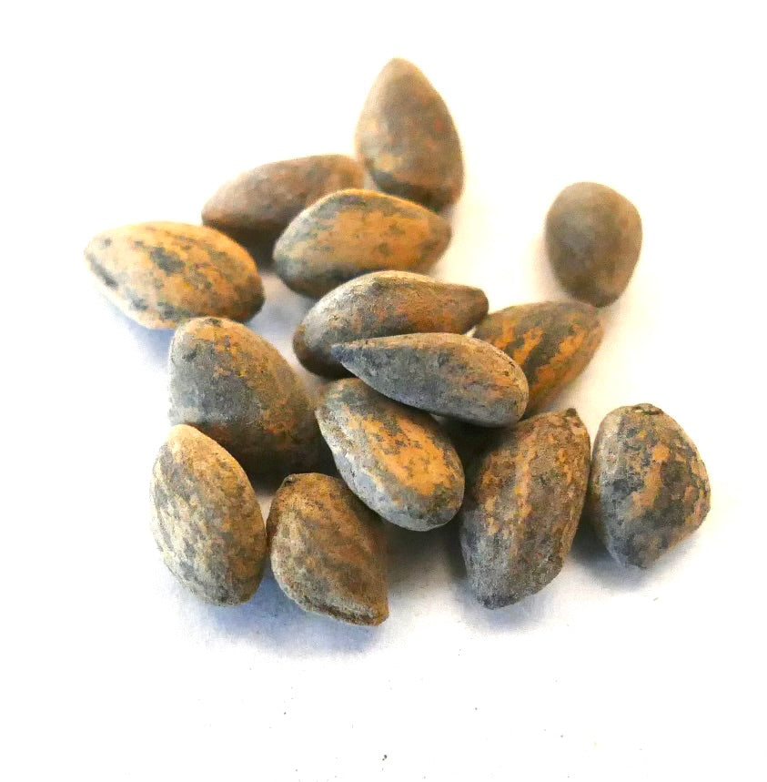 Pinus pseudostrobus var. apulcensis strukturierte braune Samen Nahaufnahme auf weißem Hintergrund