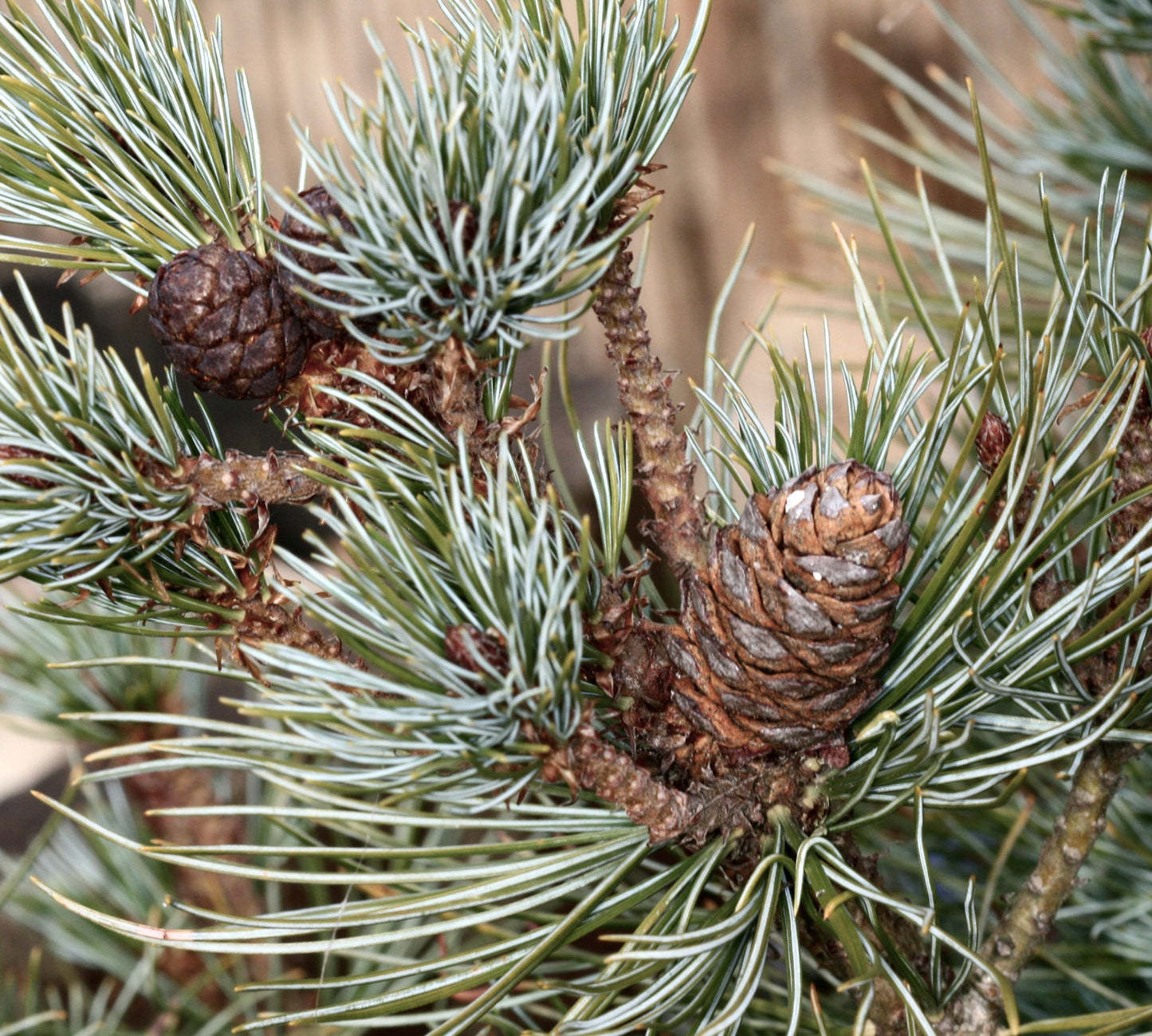 Pinus pumila (Sachalin Island, RUSSIA) 20-30cm