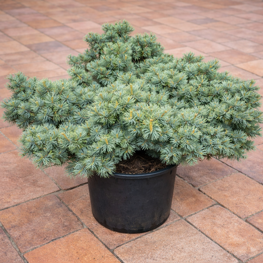 ไพนัส พูมิลลา cv DRAIJER'S DWARF ไม้สนแคระเตี้ยกระทัดรัดเข็มหนาแน่นสีเขียวอมฟ้าในกระถางสีดำ