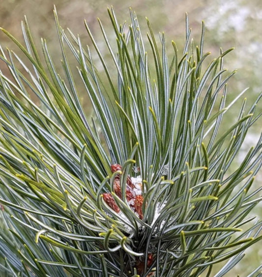 Pinus pumila form GLAUCA