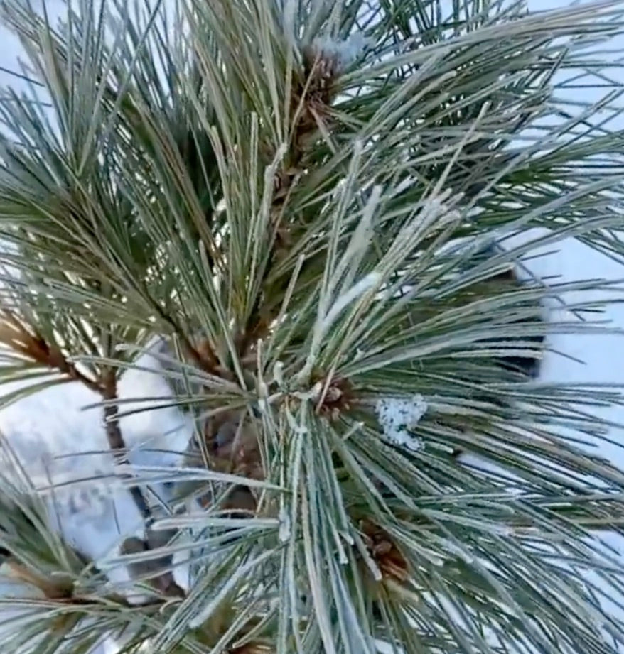 Pinus strobus cv RADIATA
