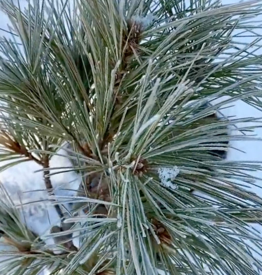 Pinus strobus cv RADIATA