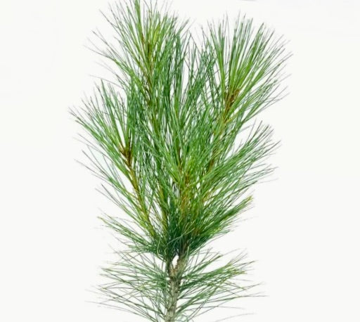 Pinus strobus cv STOWE PILLAR