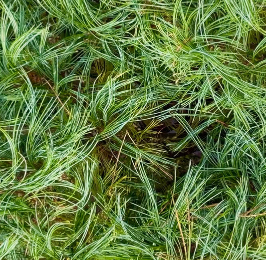 Pinus strobus cv TINY CURLS