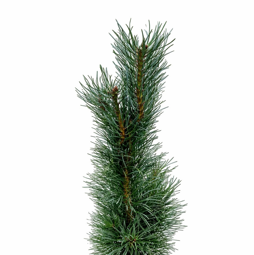 Pinus sylvestris FASTIGIATA