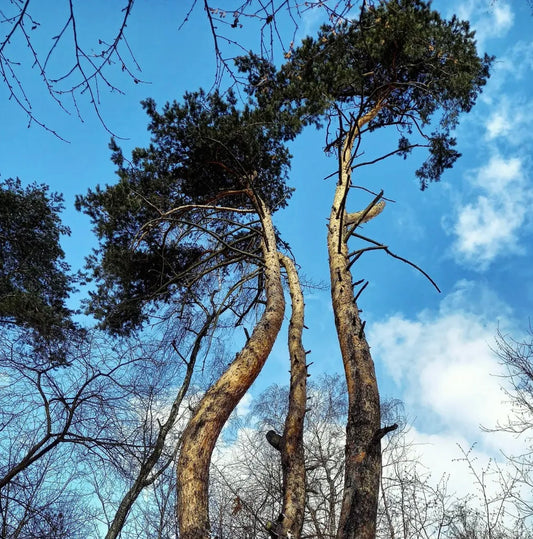 Pinus sylvestris SEEDS