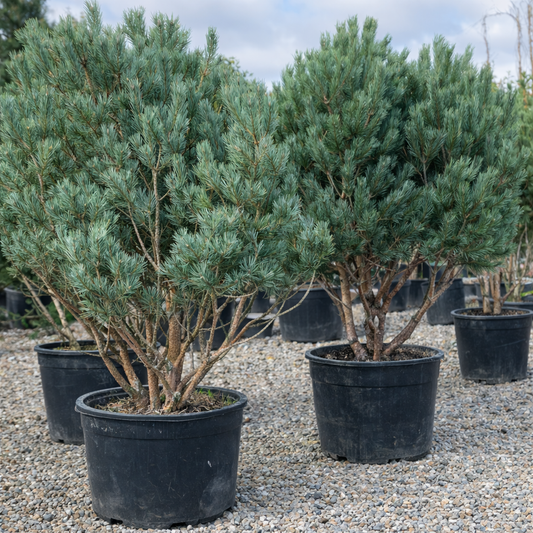 Pinus sylvestris WATERERI