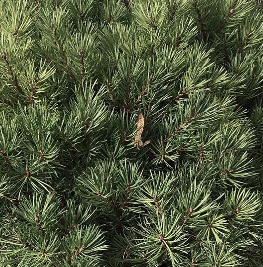 Pinus sylvestris cv BEUVRONENSIS