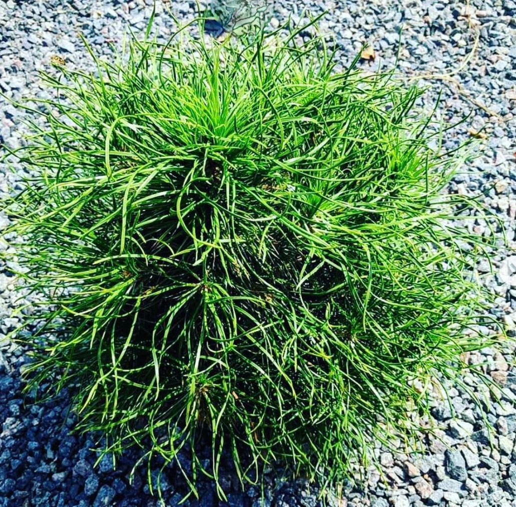 Pinus sylvestris cv GLOBOSA VIRIDIS