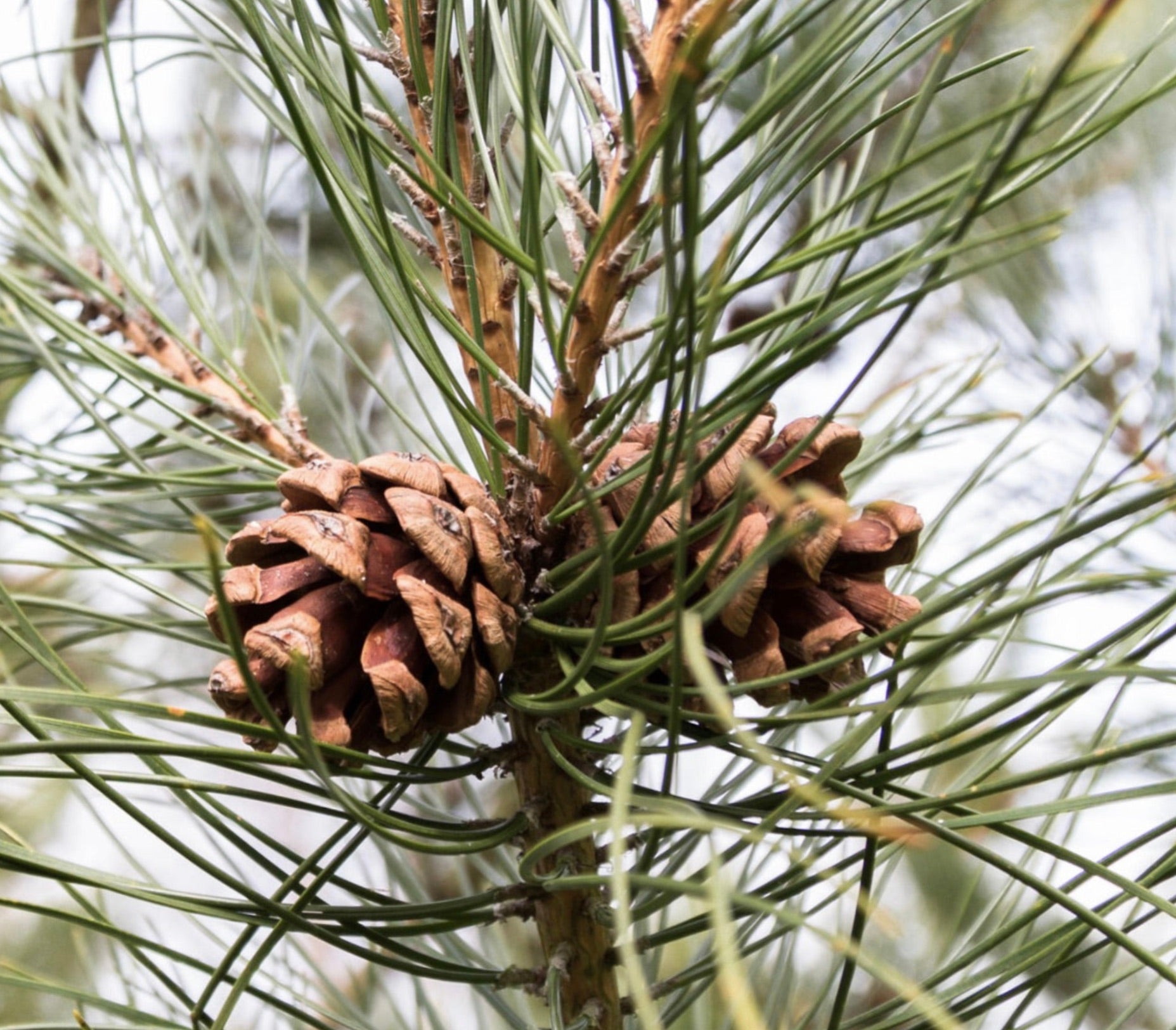 مظاهر قِطع الصنوبر البني الناضج من صنوبر تابوليفورميس مع إبر خضراء رفيعة وطويلة عن قرب