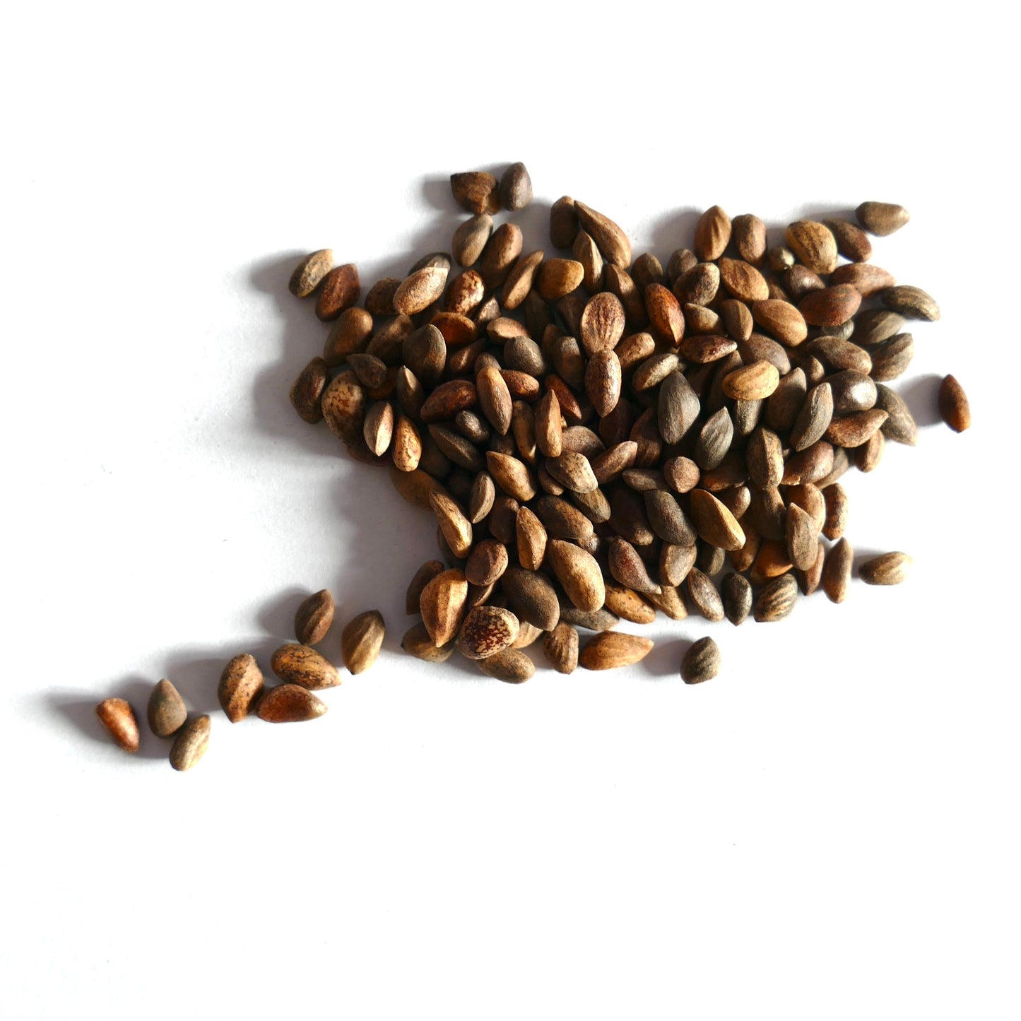 بذور مستديرة بنية الملمس من صنوبر تابوليفورميس مبعثرة على خلفية بيضاء - صورة مقربة