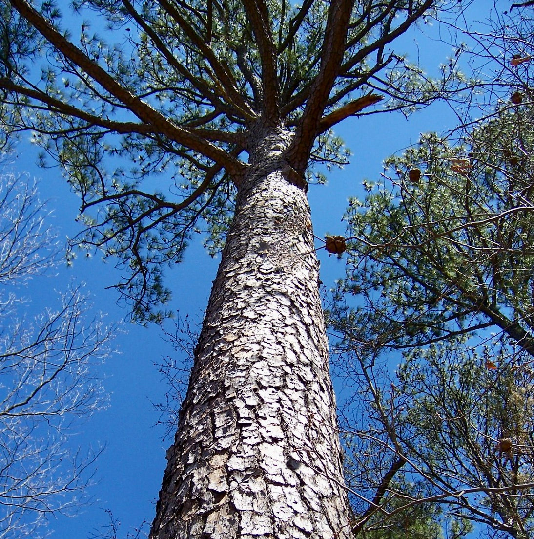 Albero alto di Pinus taeda con corteccia ruvida e ciuffi di aghi verdi contro il cielo azzurro