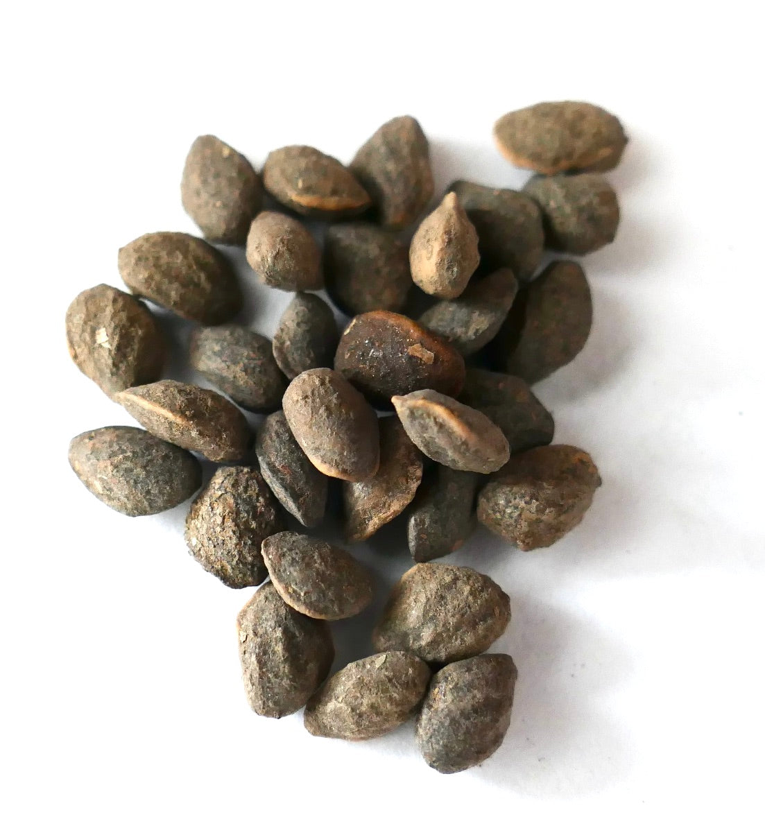 Semi marroni dalla texture ruvida di Pinus taeda, primo piano su sfondo bianco