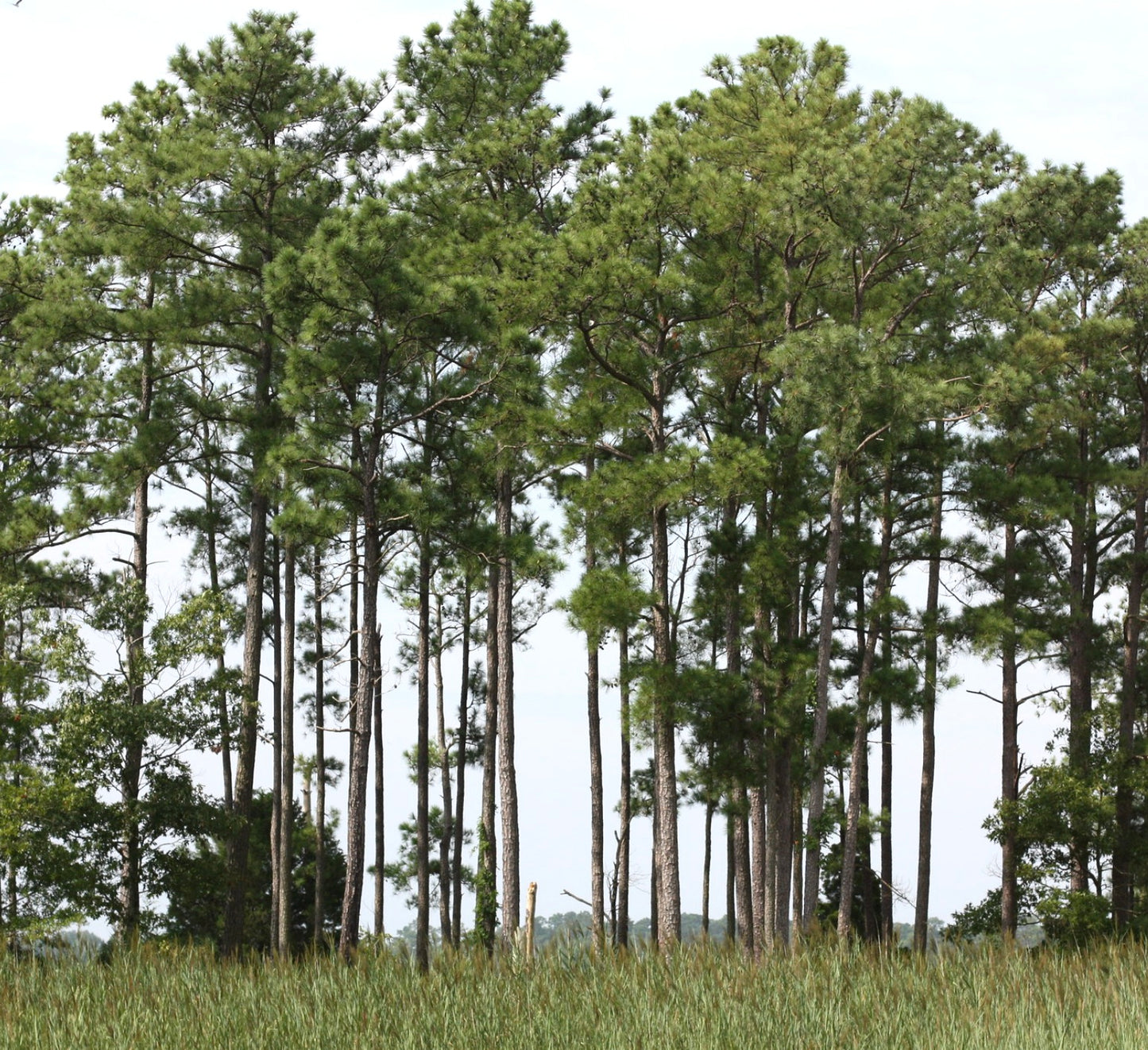 Pinus taeda tall evergreen pine trees with slender trunks and dense green needles
