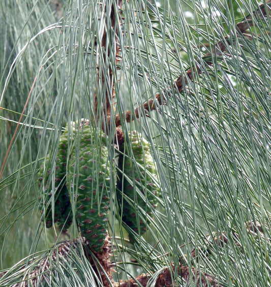 Pinus tecunumanii SEEDS