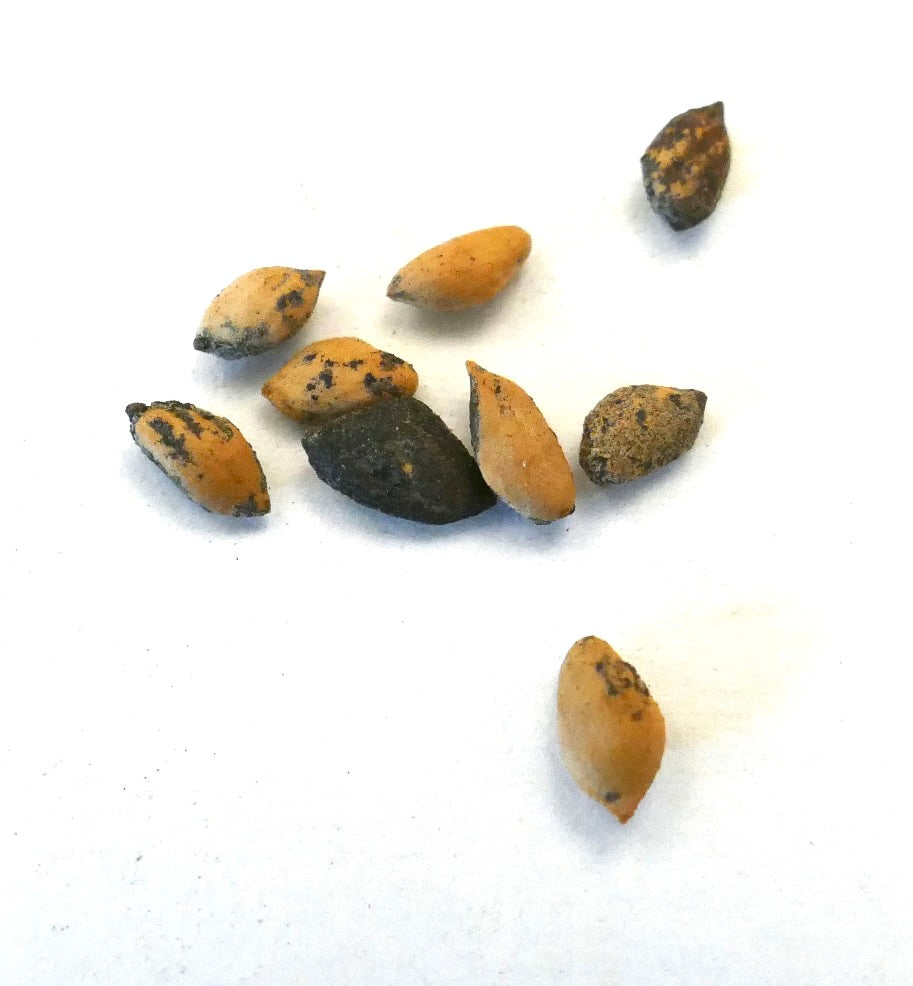 Pinus tecunumanii zaden met gevarieerde bruine en zwarte texturen op witte achtergrond