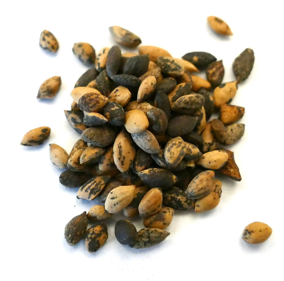 Pinus tecunumanii zaden met gemengde donkere en lichtbruine gevlekte textuuroppervlakken close-up