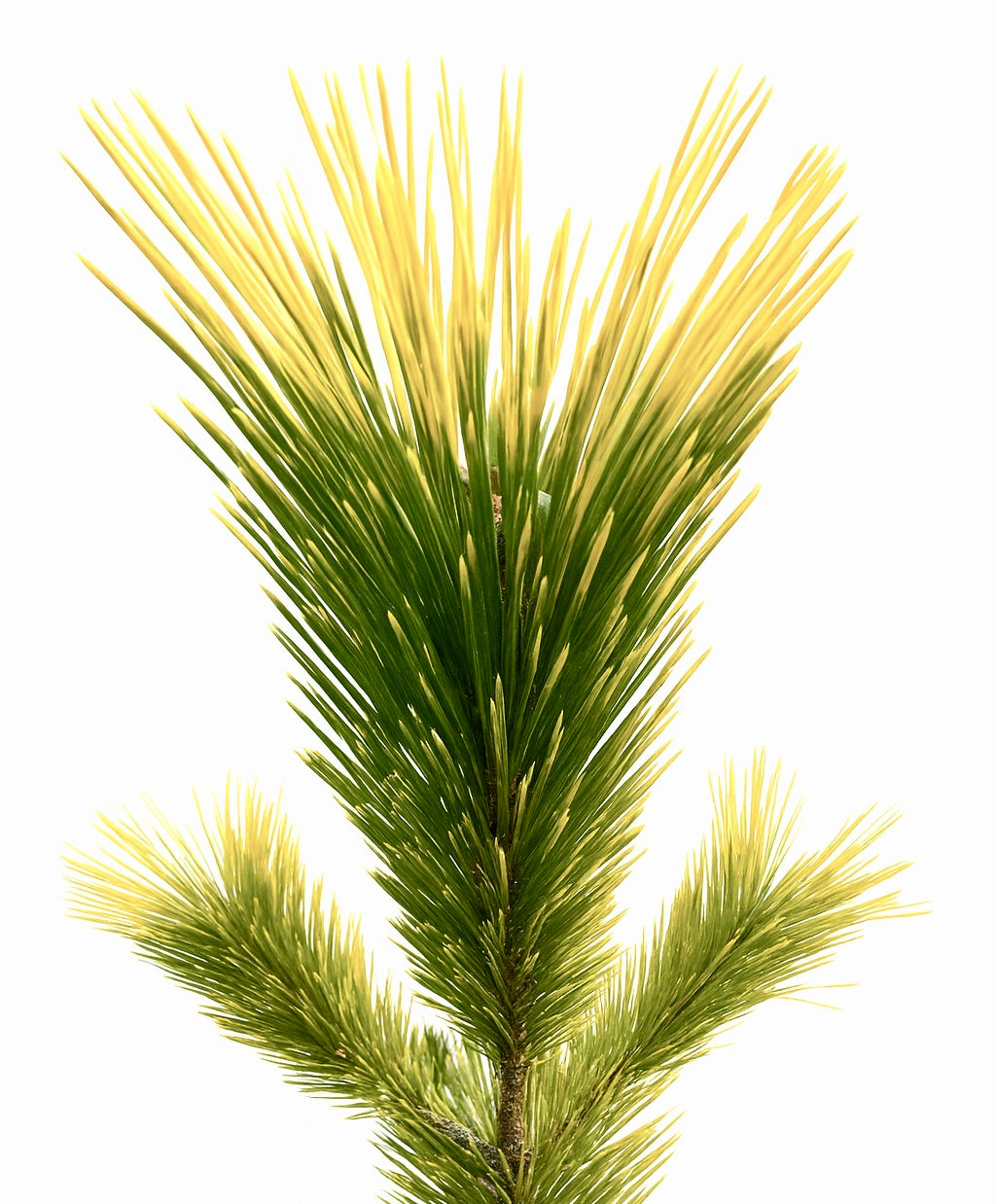 Pinus thunbergii cv OGON VARIEGATED