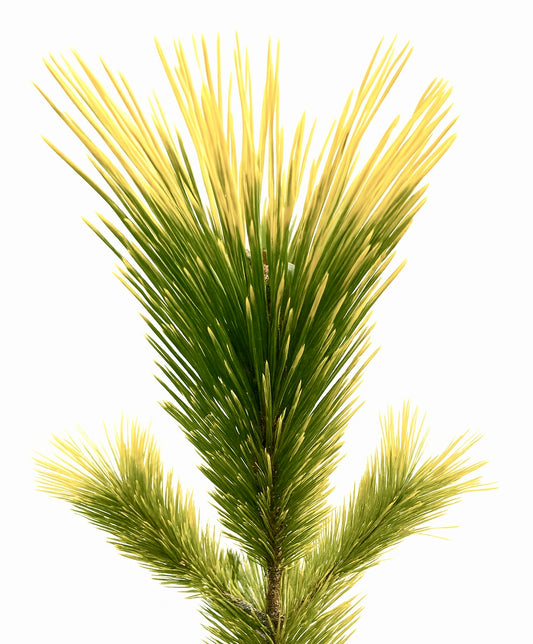 Pinus thunbergii cv OGON VARIEGATED