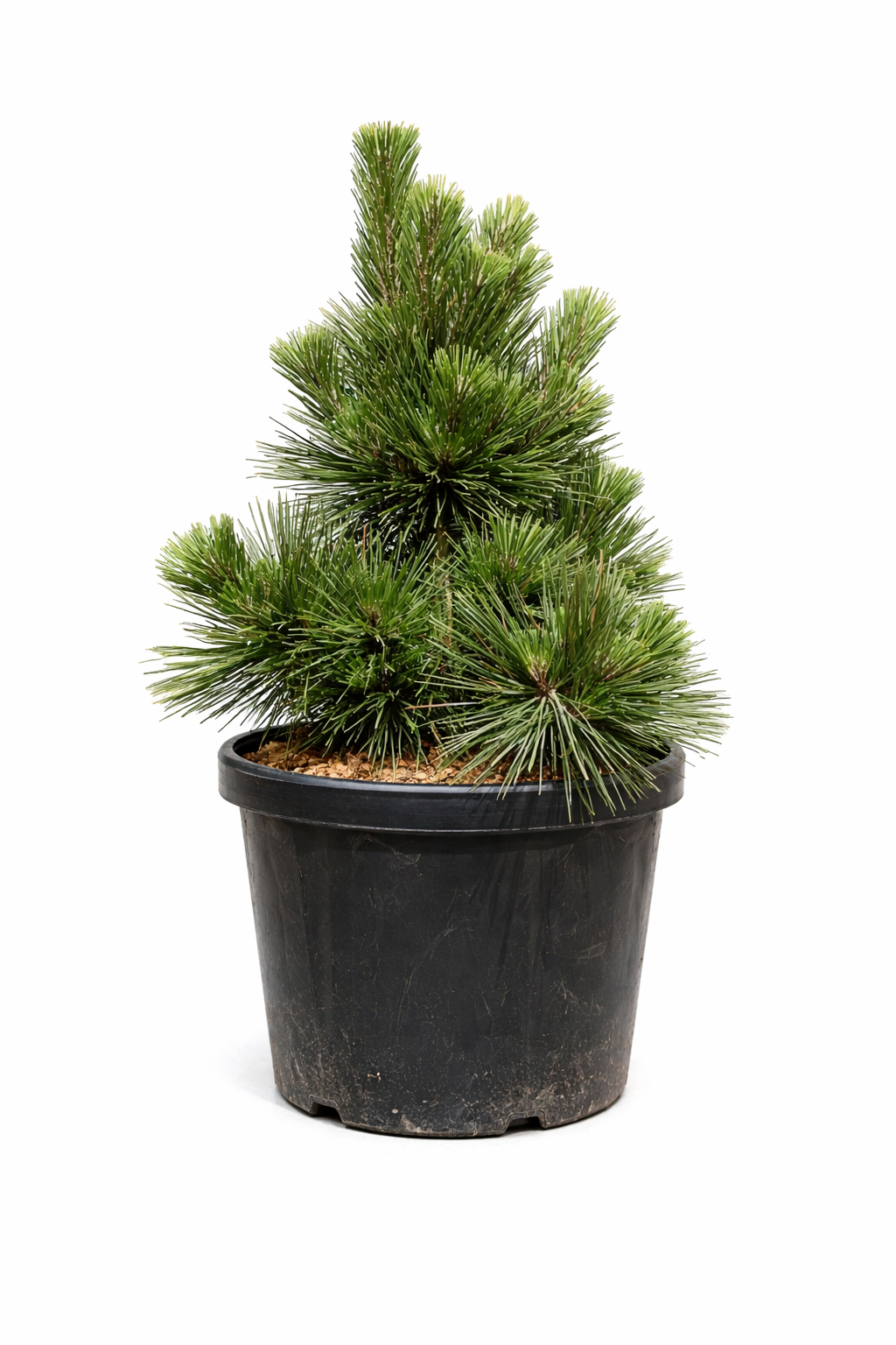 Pinus thunbergii cv THUNDERHEAD compacte groenblijvende den met dichte groene naalden in zwarte pot