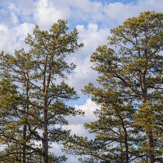 Pinus virginiana