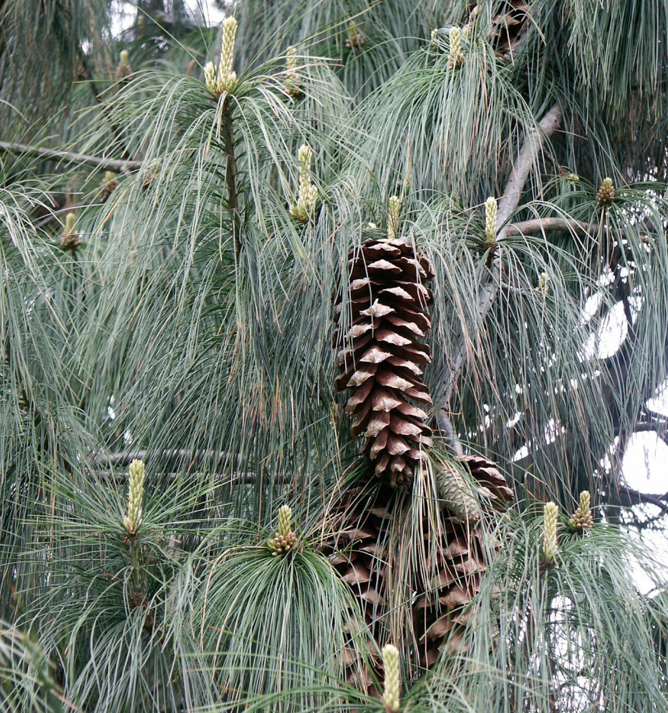 صنوبر واليتشيانا بأبر طويلة نحيلة خضراء زرقاء مع أكواز صنوبر بنية كبيرة على الفروع