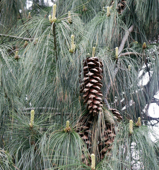 صنوبر واليتشيانا بأبر طويلة نحيلة خضراء زرقاء مع أكواز صنوبر بنية كبيرة على الفروع