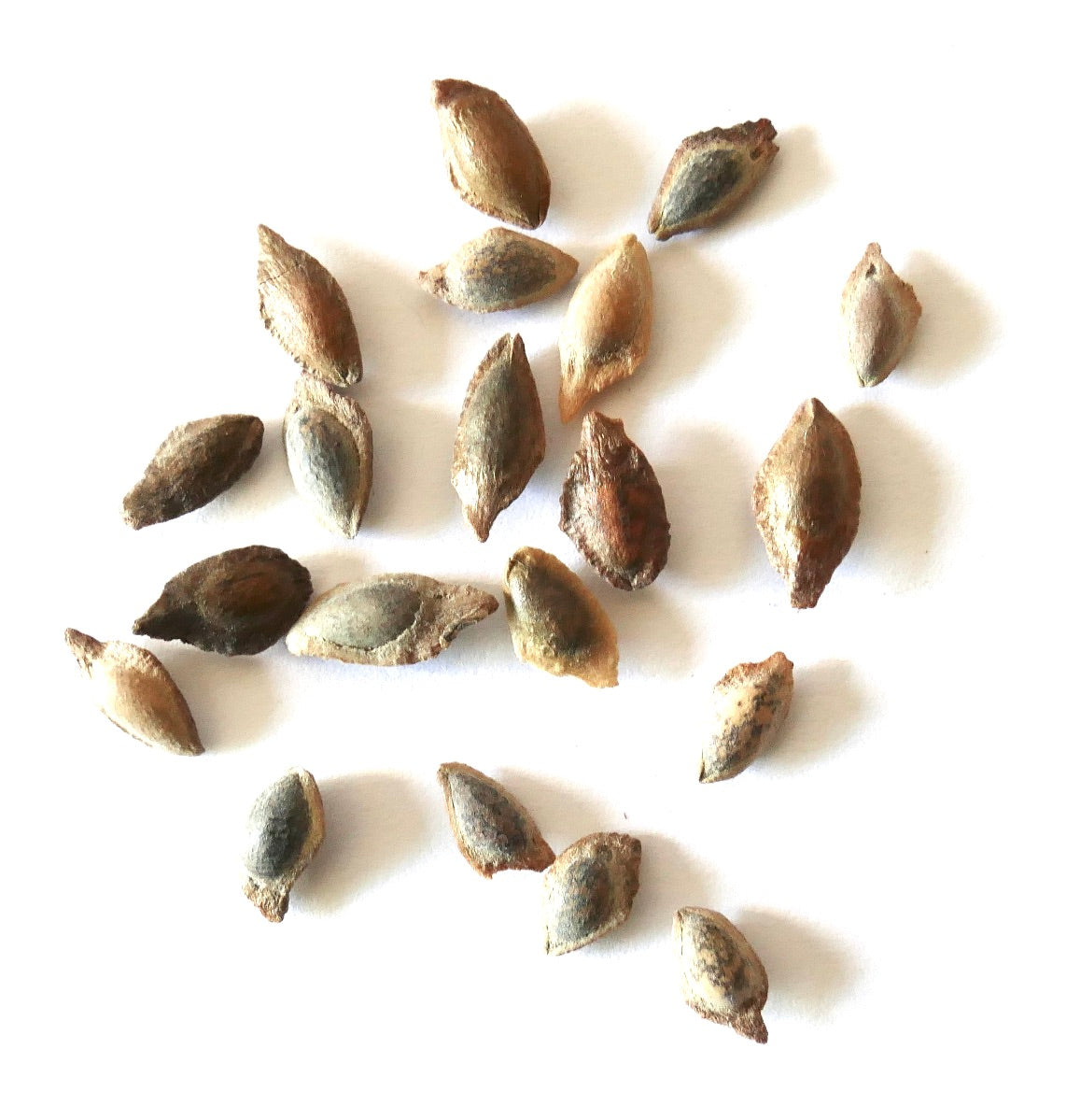 Pinus wallichiana seeds scattered on white background for tree propagation