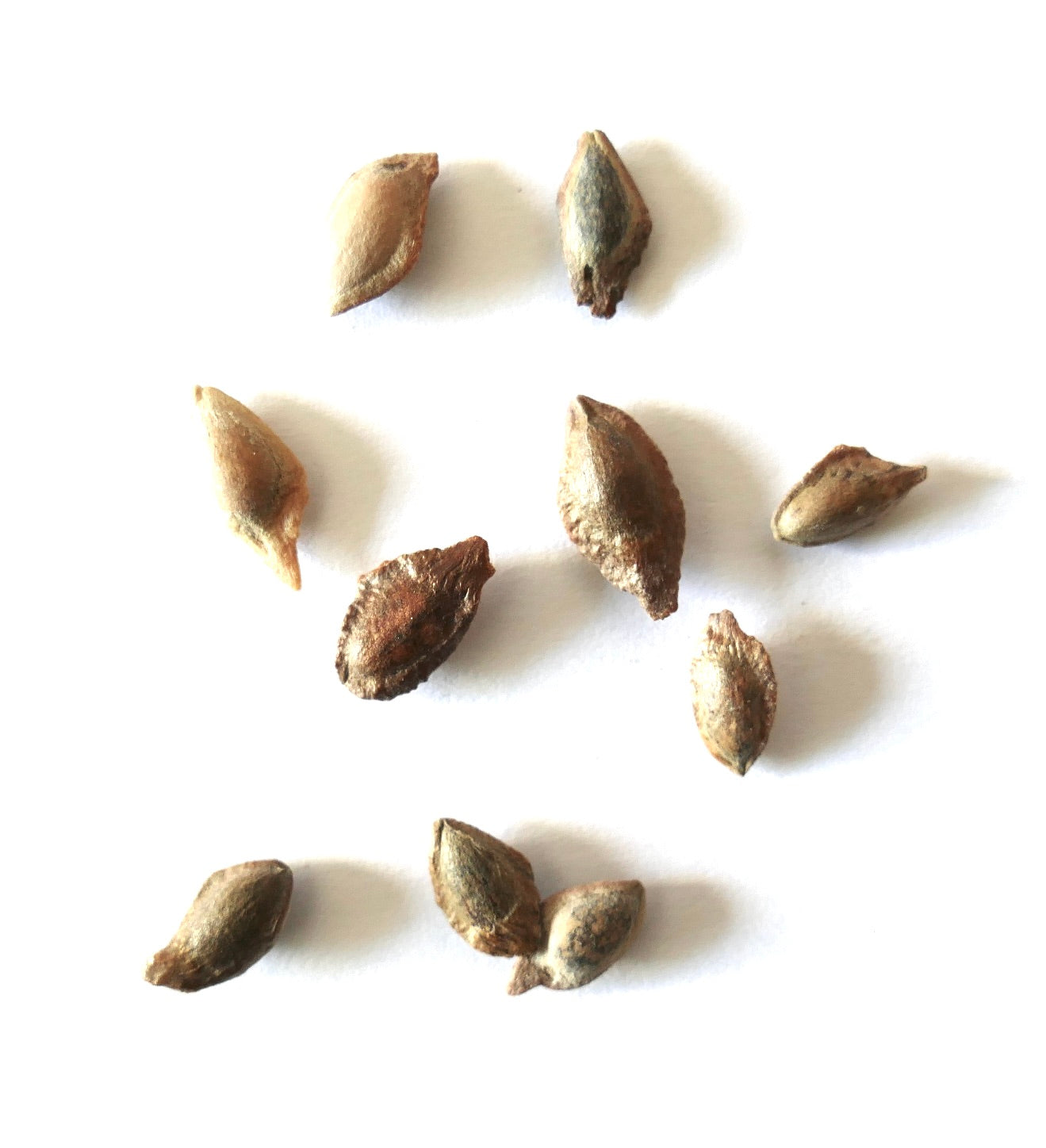 Pinus wallichiana seeds scattered on white background close-up