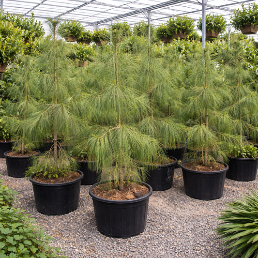 Pinus wallichiana young evergreen conifer trees with long soft needles in nursery pots