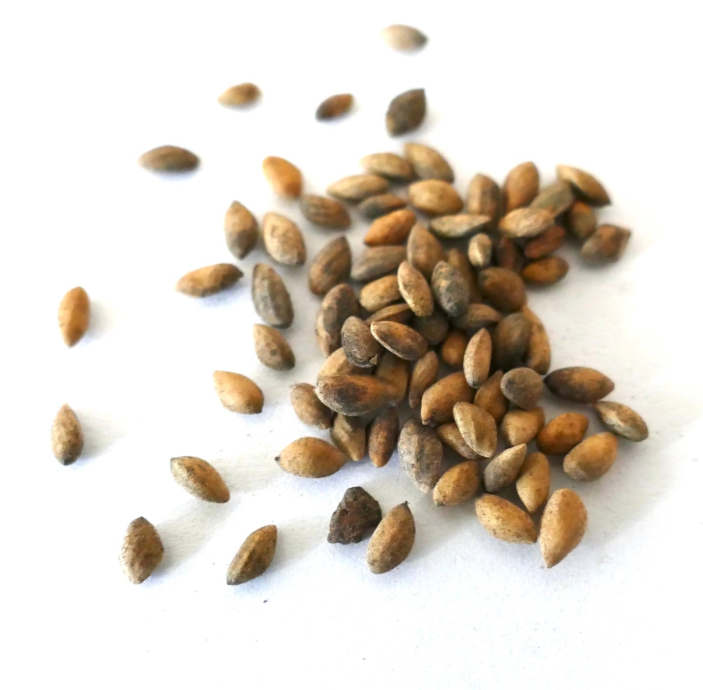 自然なブラウン調の白い背景に散らばったピヌス・ユンナネンシスの種子