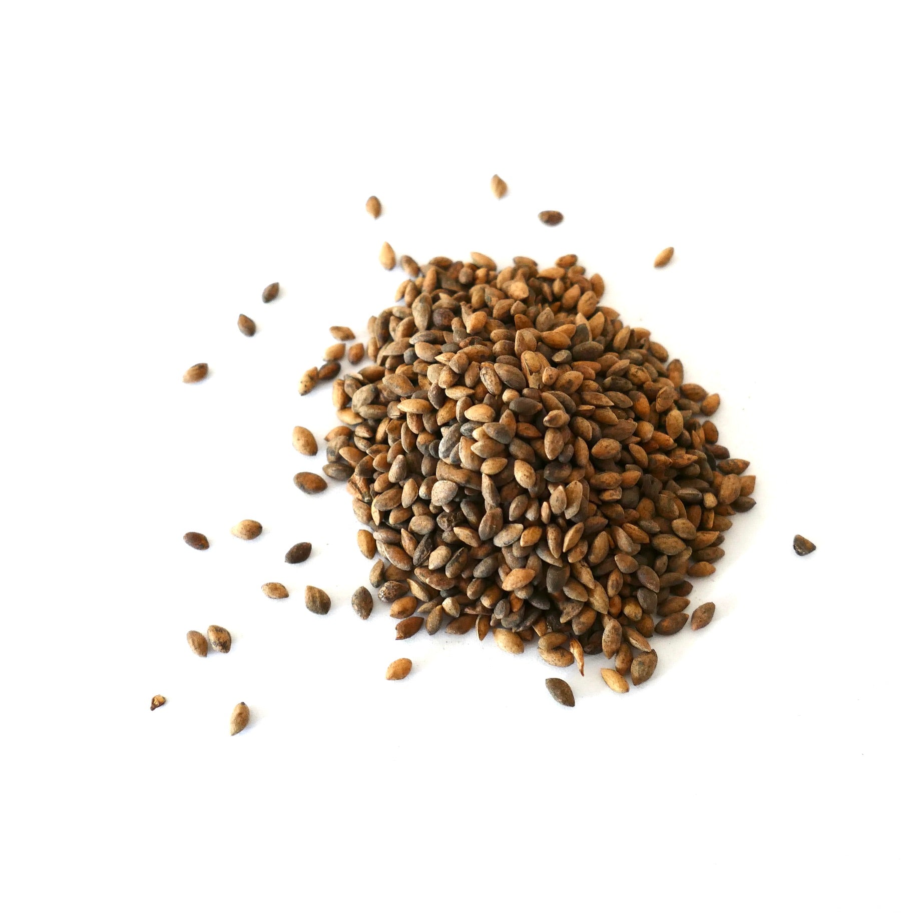 ピヌス・ユンナネンシスの種子 小さな茶色の針葉樹の種子 植え付けと繁殖用