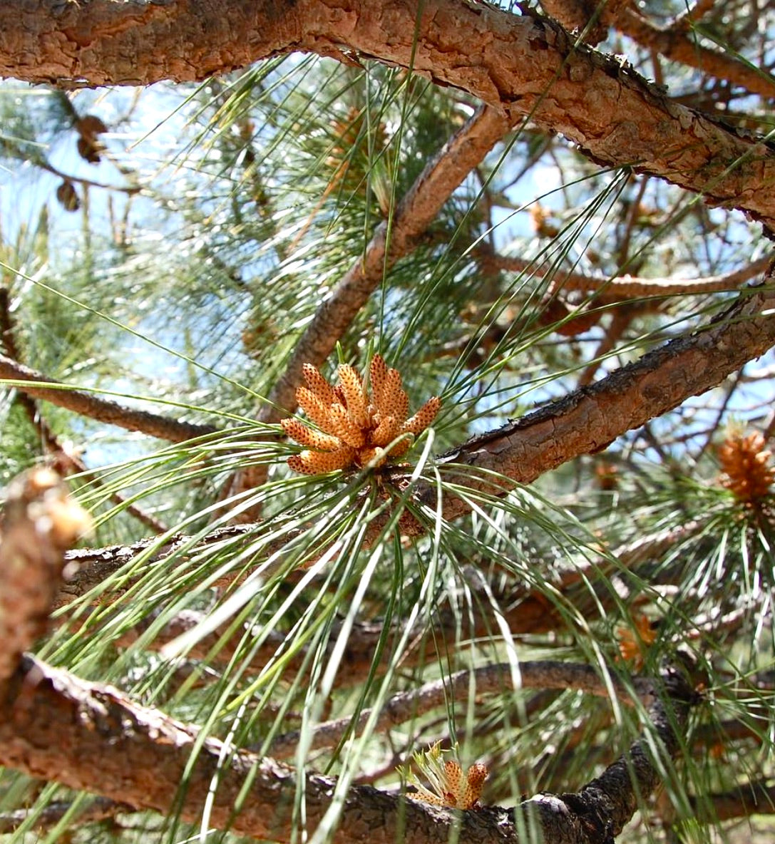 ピヌス・ユンナネンシス 細長い緑の針葉と粗い樹皮の枝に付いた質感のある茶色い球果