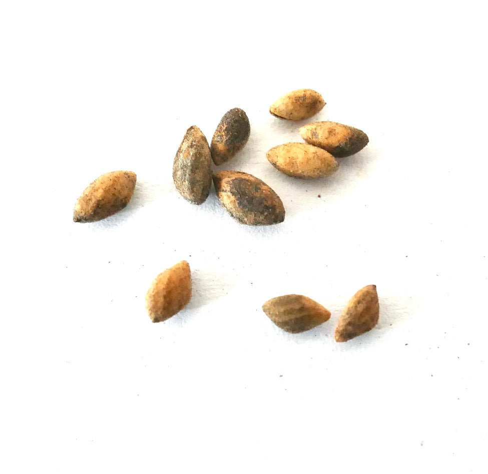 白い背景に質感のある表面を持つピヌス・ユンナネンシスの小さな茶色の松の種子