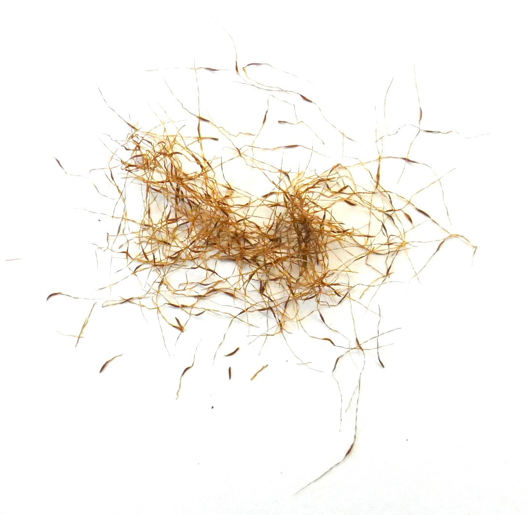 Pitcairnia squarrosa fijne bruine zaden met delicate dunne vezels voor vermeerdering