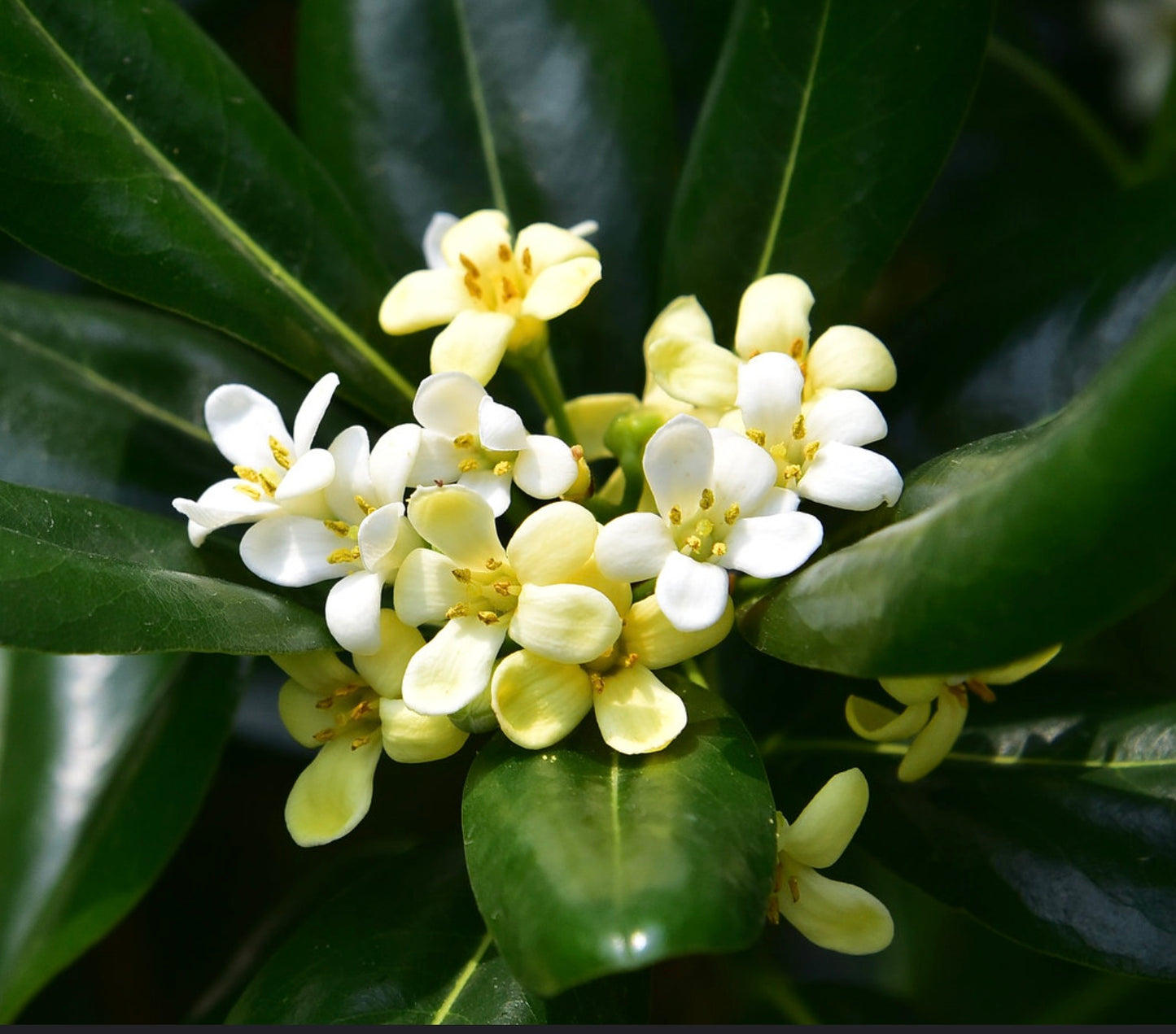 Pittosporum tobira 30-70cm