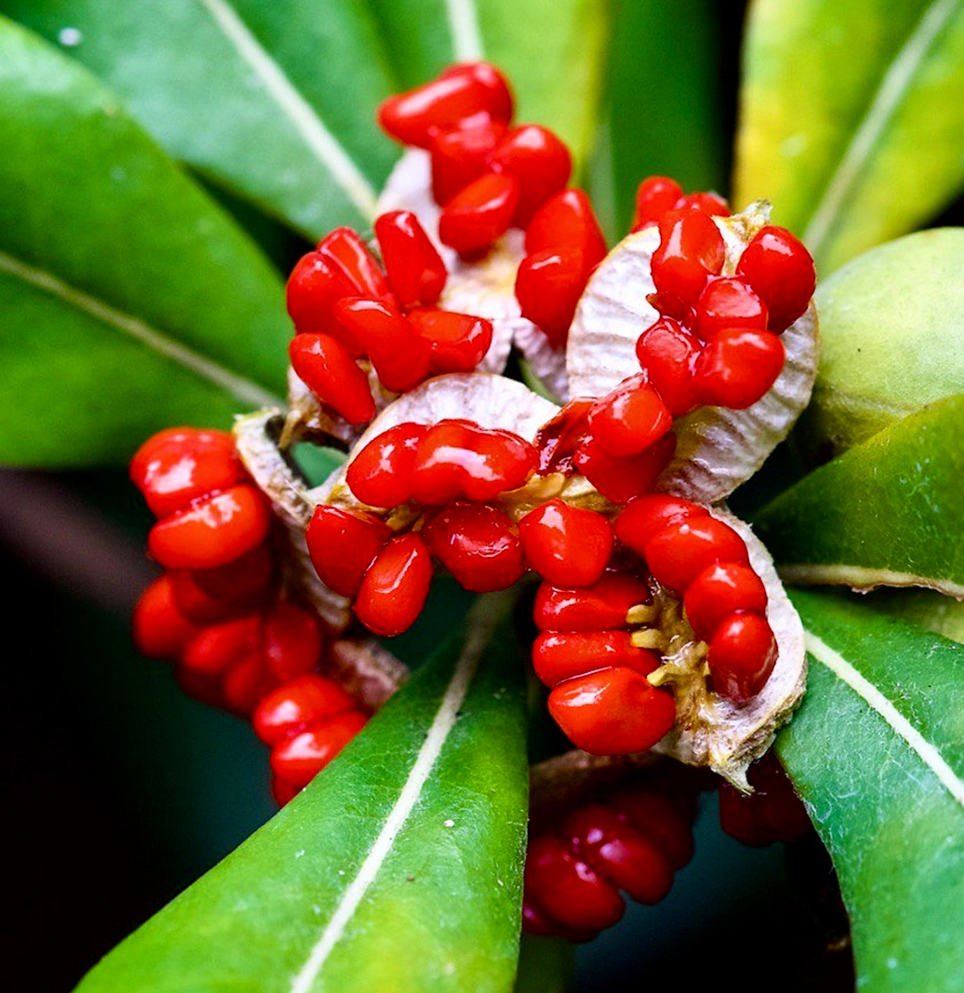 Pittosporum tobira bright red seeds bursting from dried seed pods on green leaves